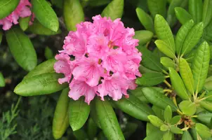 rododendron_helsenskiy_universitet_02.webp