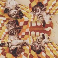 6w_QLCPDmtU.webp