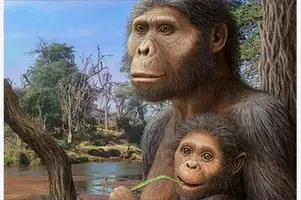 australopithecus-1.webp