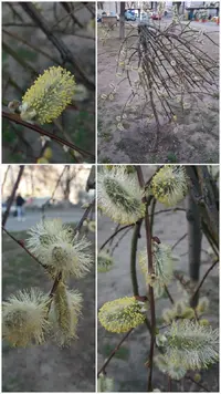 20190405_201100.webp