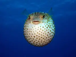 1492798514_iglobryuh.webp
