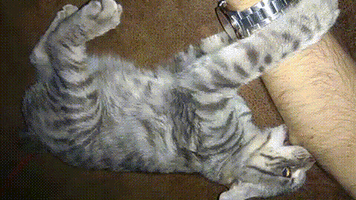 VID-20190420-WA0003[1].gif