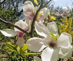 Screenshot_20190426-143359-min.webp
