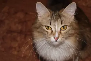кошка.webp