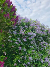 B7294AD4-1D75-4E04-92B5-BBFDCD22E09E.webp
