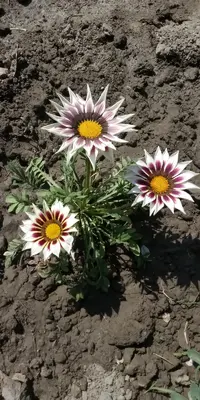 IMG-20190512-WA0003.webp