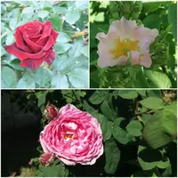 20190518_100444.webp