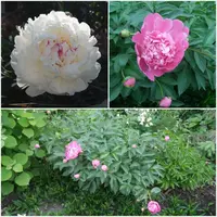 20190518_100338.webp