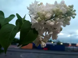 IMG_20190514_203717_HDR.webp