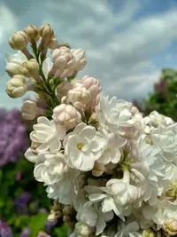 IMG_20190512_140204_HDR.webp