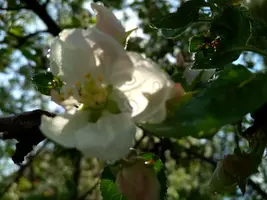 IMG_20190509_144417_HDR.webp