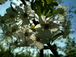 IMG_20190510_081652_HDR.webp
