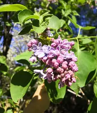 IMG_20190519_091728.webp