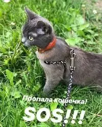 images.webp
