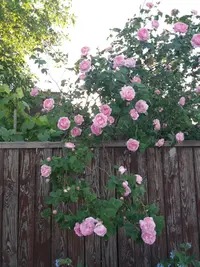 20190520_192150-2322x3096.webp