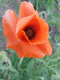 20190520_193121-2322x3096.webp