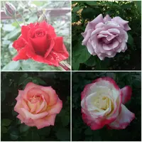 20190524_201737.webp