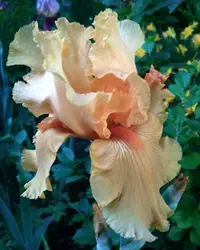 IMG_20190601_211446_539.webp