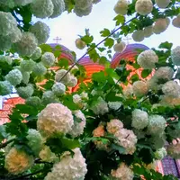 IMG_20190526_115842_174-EFFECTS.webp