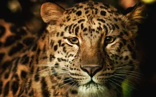 258142-Sepik.webp