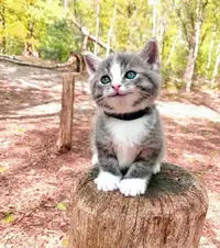 zuXdSVuV8Z4.webp