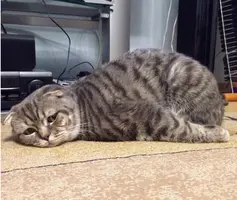 cat.webp