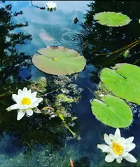 Screenshot_20190530-155538-min (1).webp
