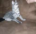 YouCut_20190610-1560159494392.gif