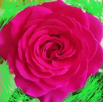 IMG_20190611_074847.webp