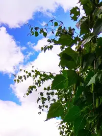 IMG_20190616_130900.webp