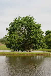 SiDJZd4GPAg.webp