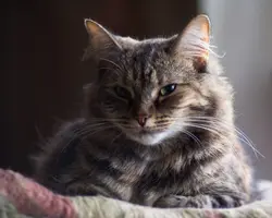 0FFYkJFiTVU.webp