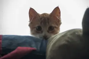 iEKTBgfPx3I.webp