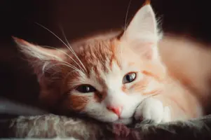 vv3FR6oP_IE.webp