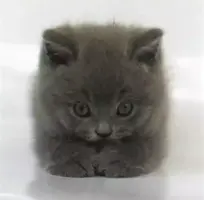 Screenshot_2019-06-17-16-47-15-144_com.android.chrome.webp