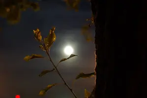 ZKcrE68NOcQ.webp