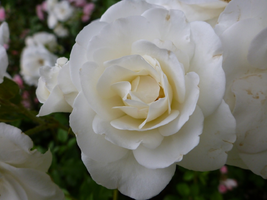 SAVE_20190617_200102.webp