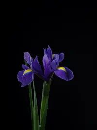 645Z2531 (1) (1).webp