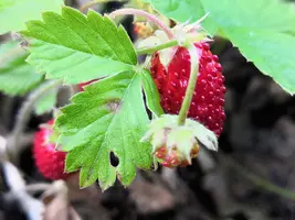 IMG_20190618_180903.webp