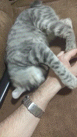 IMG_yit6wx.gif