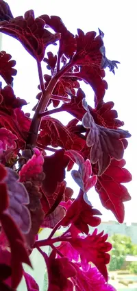 IMG_20190621_115522.webp