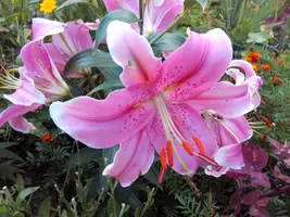IMG_20160801_163604.webp