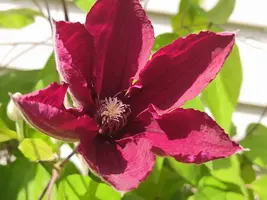IMG_20190621_112033.webp