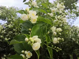 IMG_20190621_190034.webp