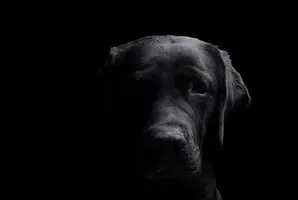 e-t8BpLRxss.webp