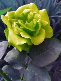 A6C9975B-3D36-45A4-8F07-67C458445A21.webp
