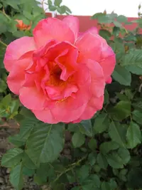 IMG_20150612_163959.webp