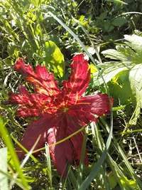 IMG_20150606_175037.webp