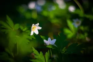 lPEpl9c3AWo.webp