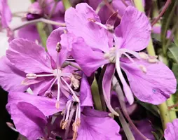IMG_20190625_145242.webp